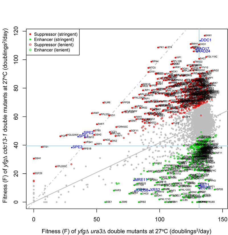 QFA epistasis plot (<i>cdc13-1</i> vs <i>ura3&delta</i>